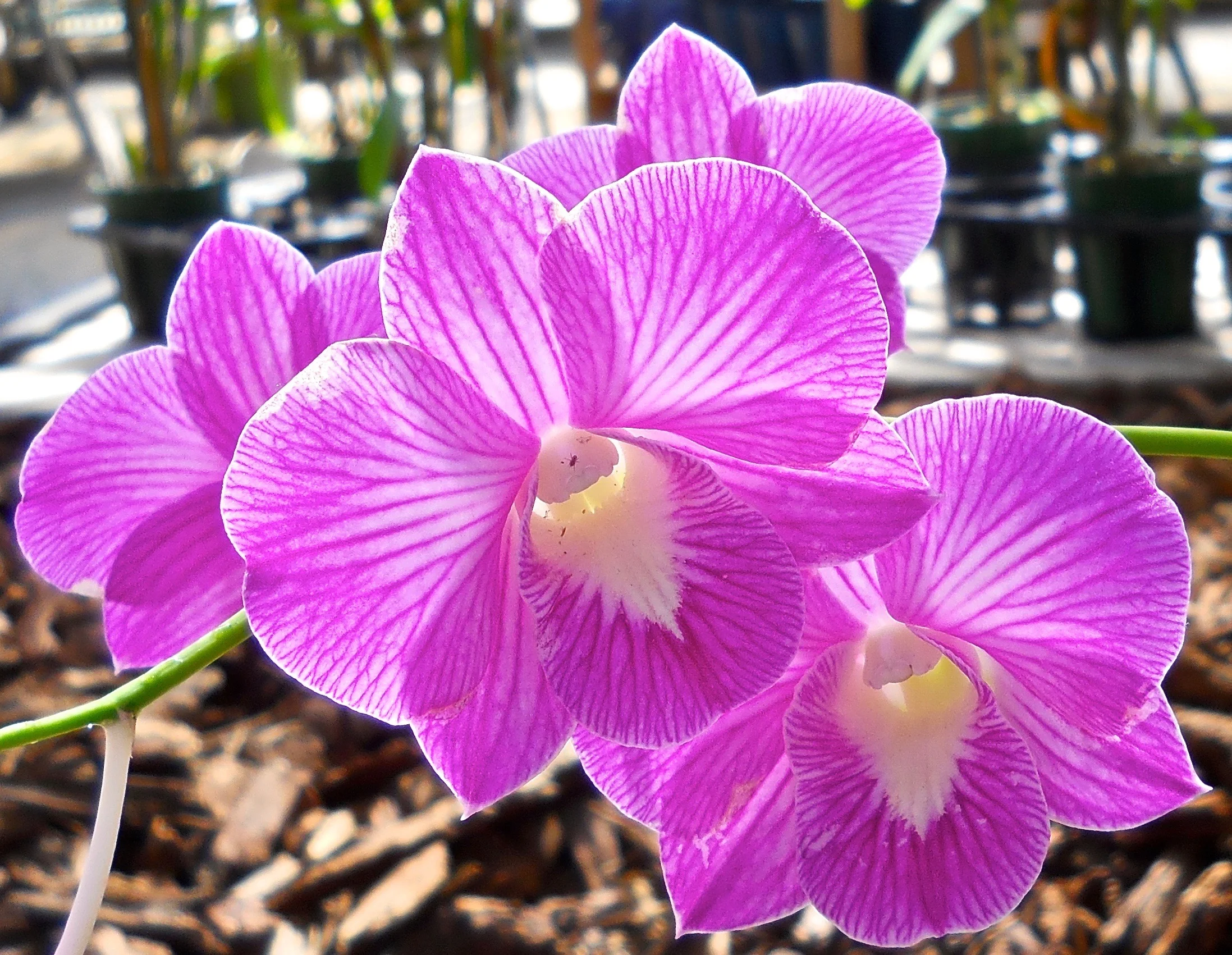 DSCN3130.webp