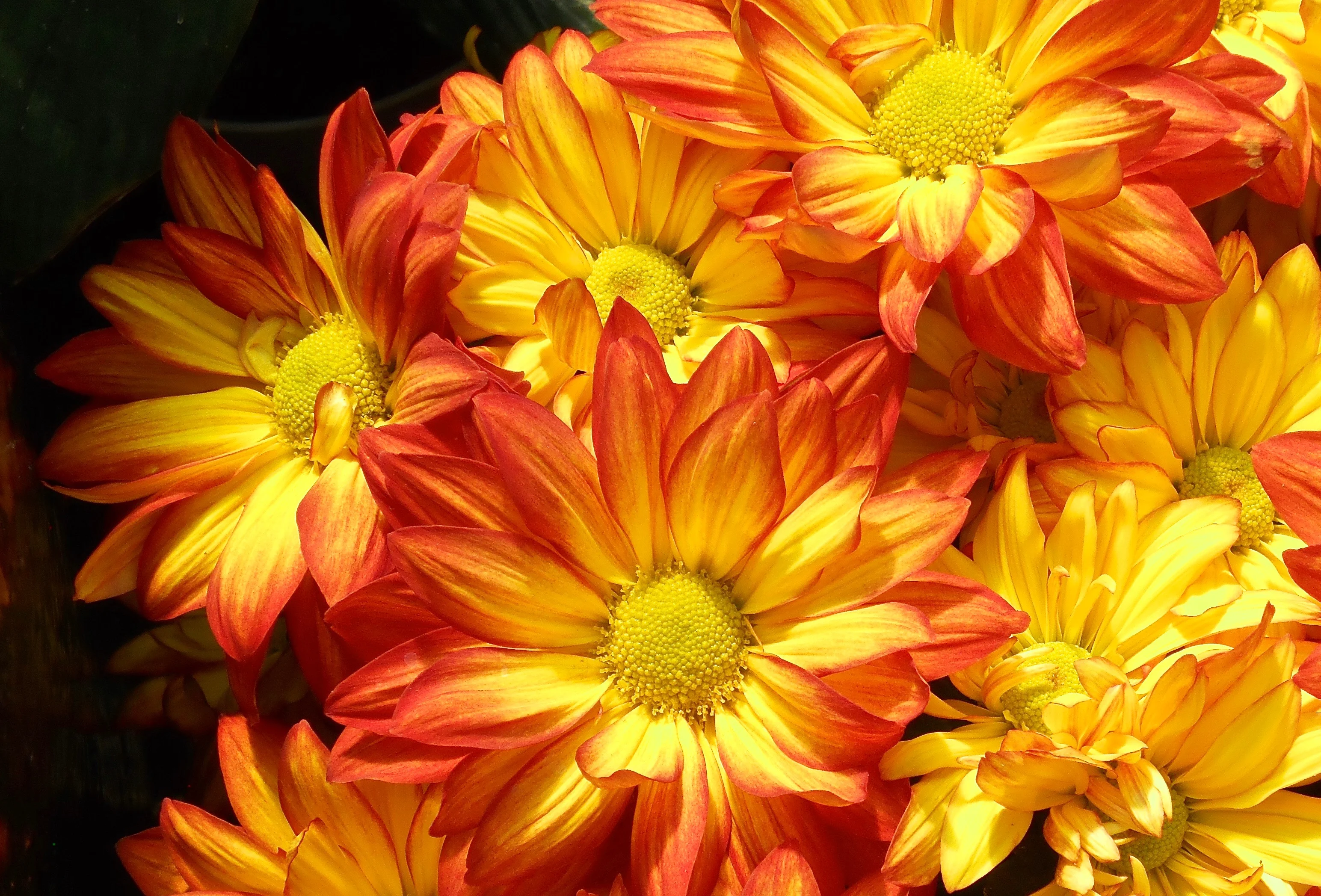DSCN3198.webp