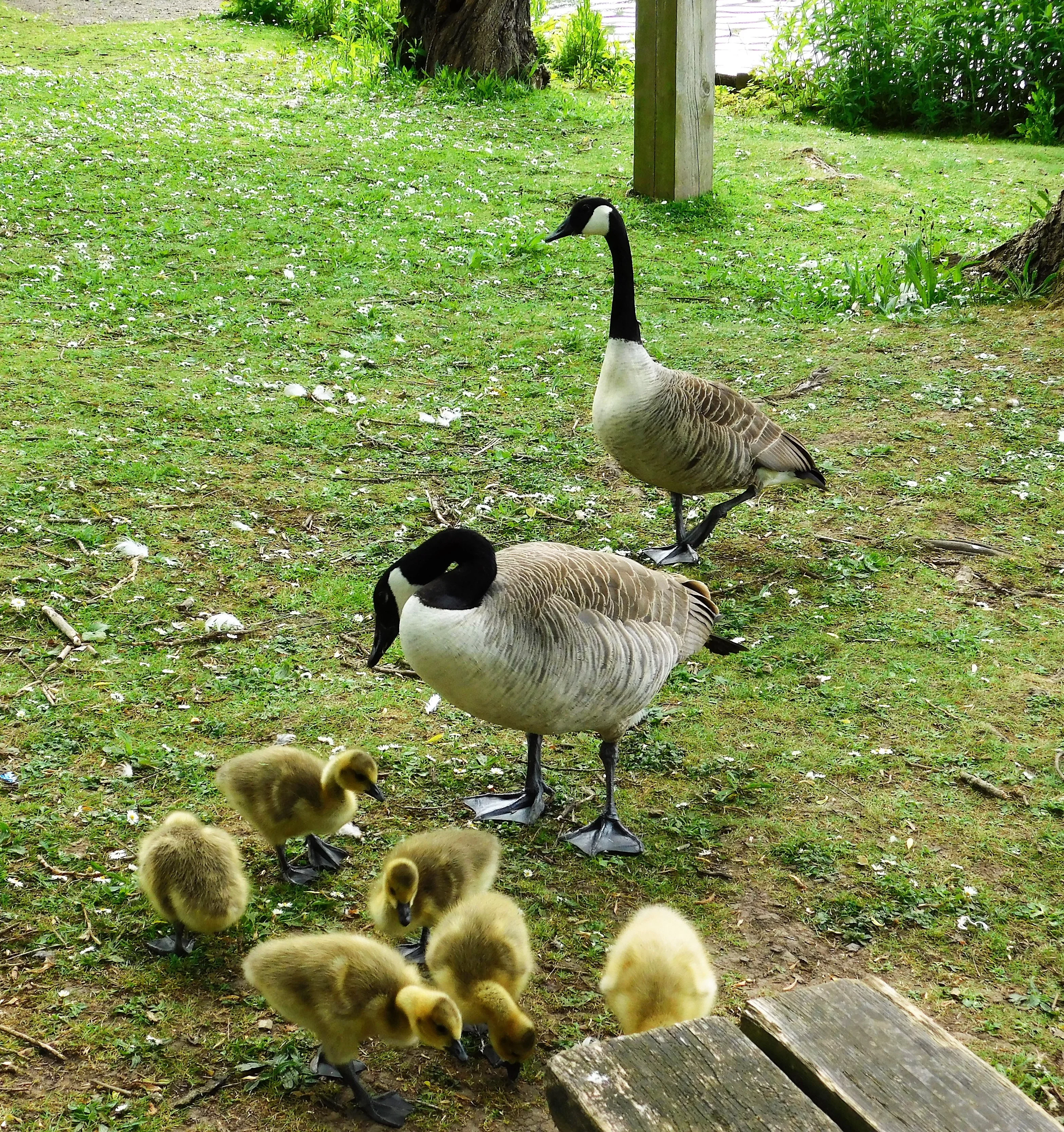 DSCN4865.webp
