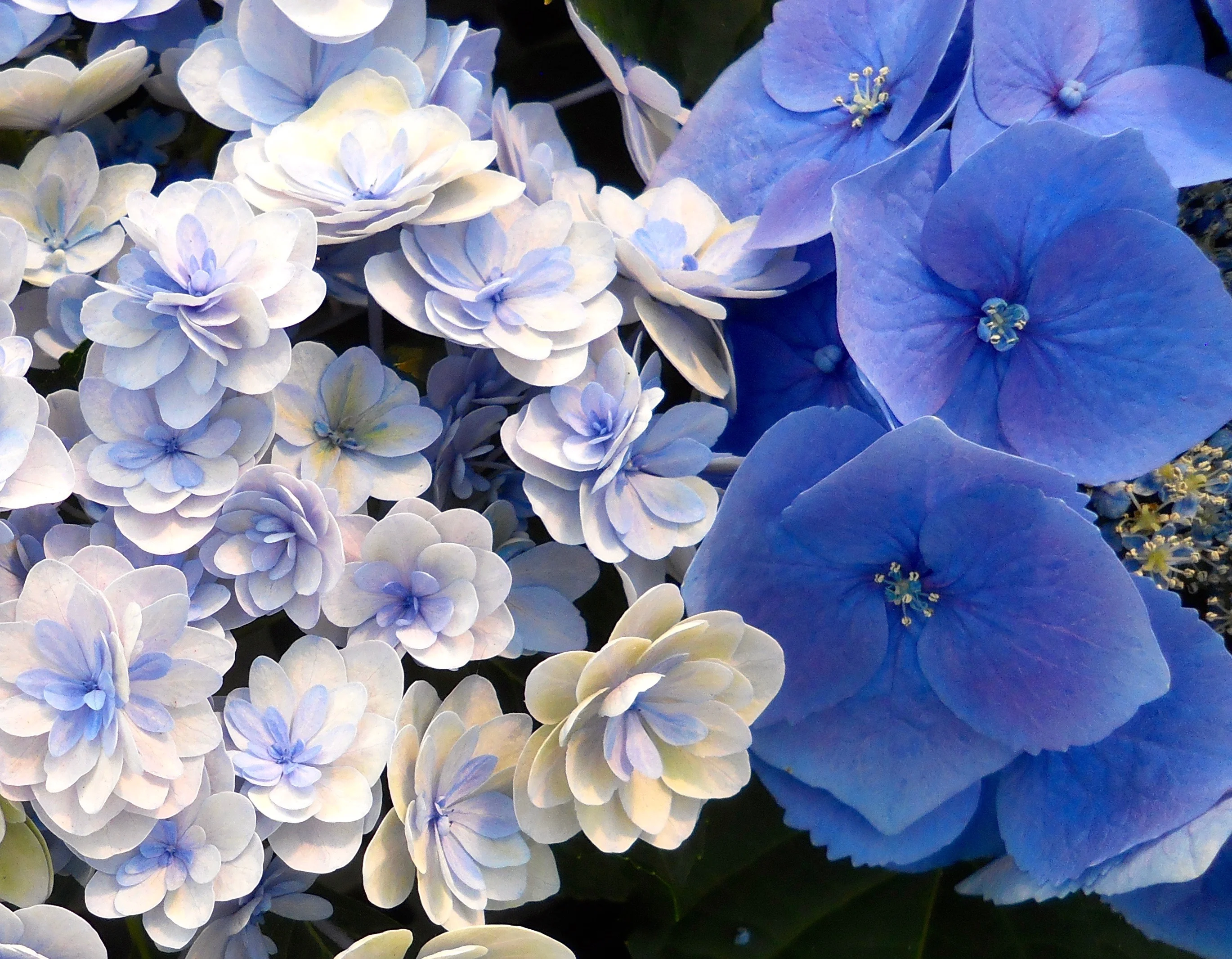 DSCN5141.webp