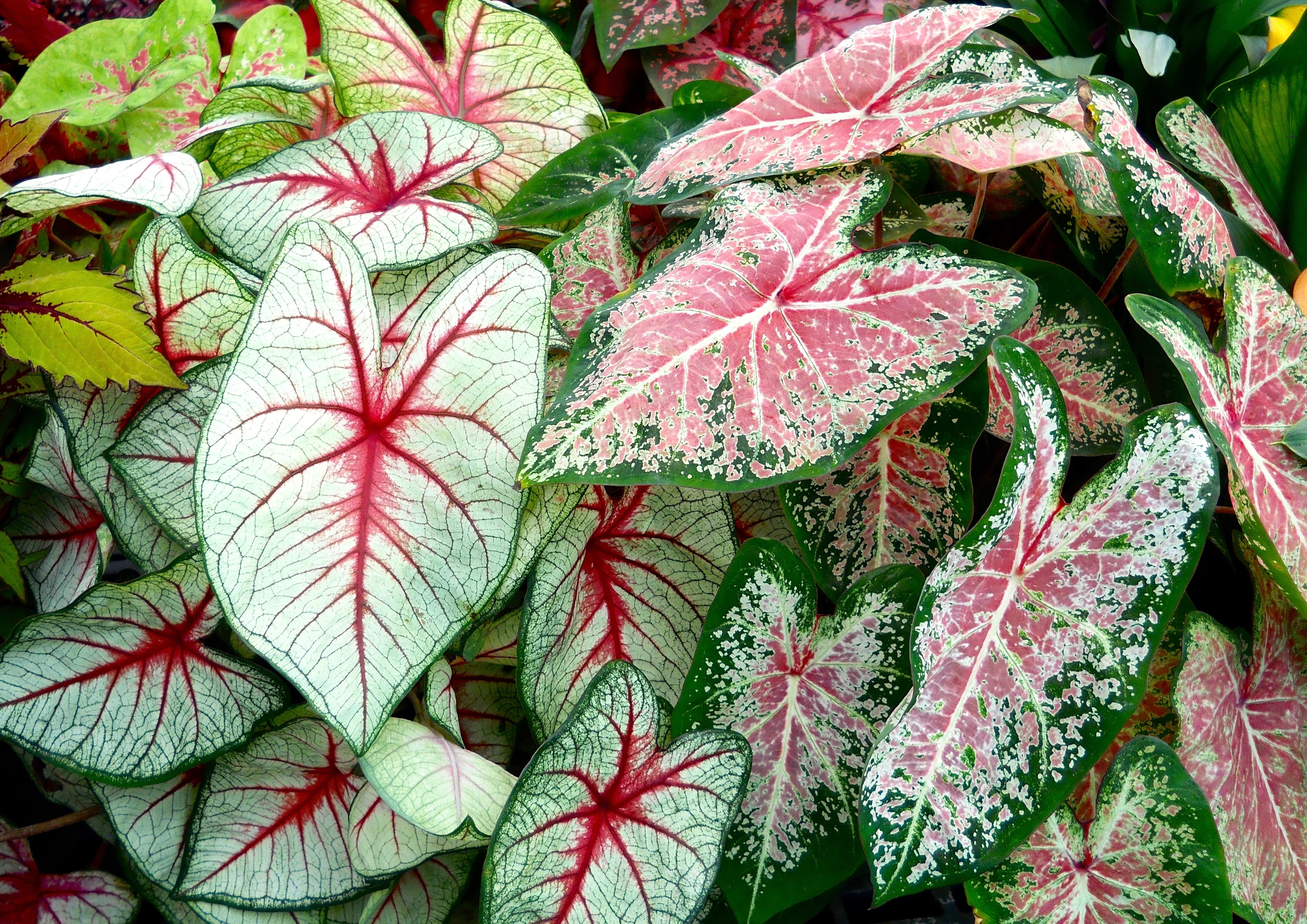 DSCN5151.webp