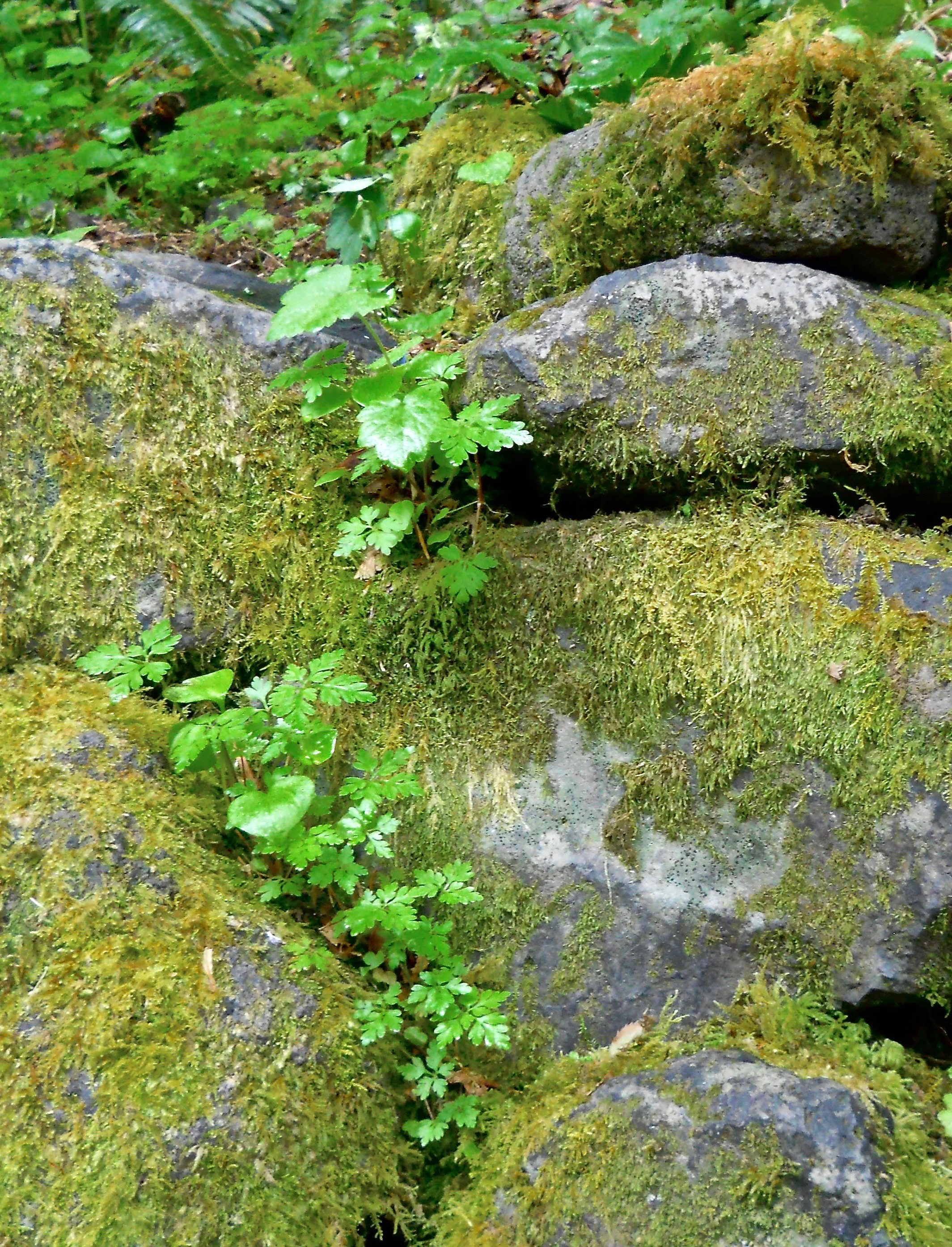 DSCN6019.webp