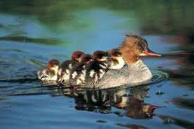 Ducklings.webp