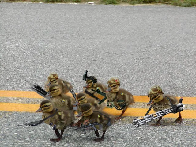 ducklings.webp