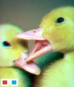 ducklings_3d_anaglyph.webp