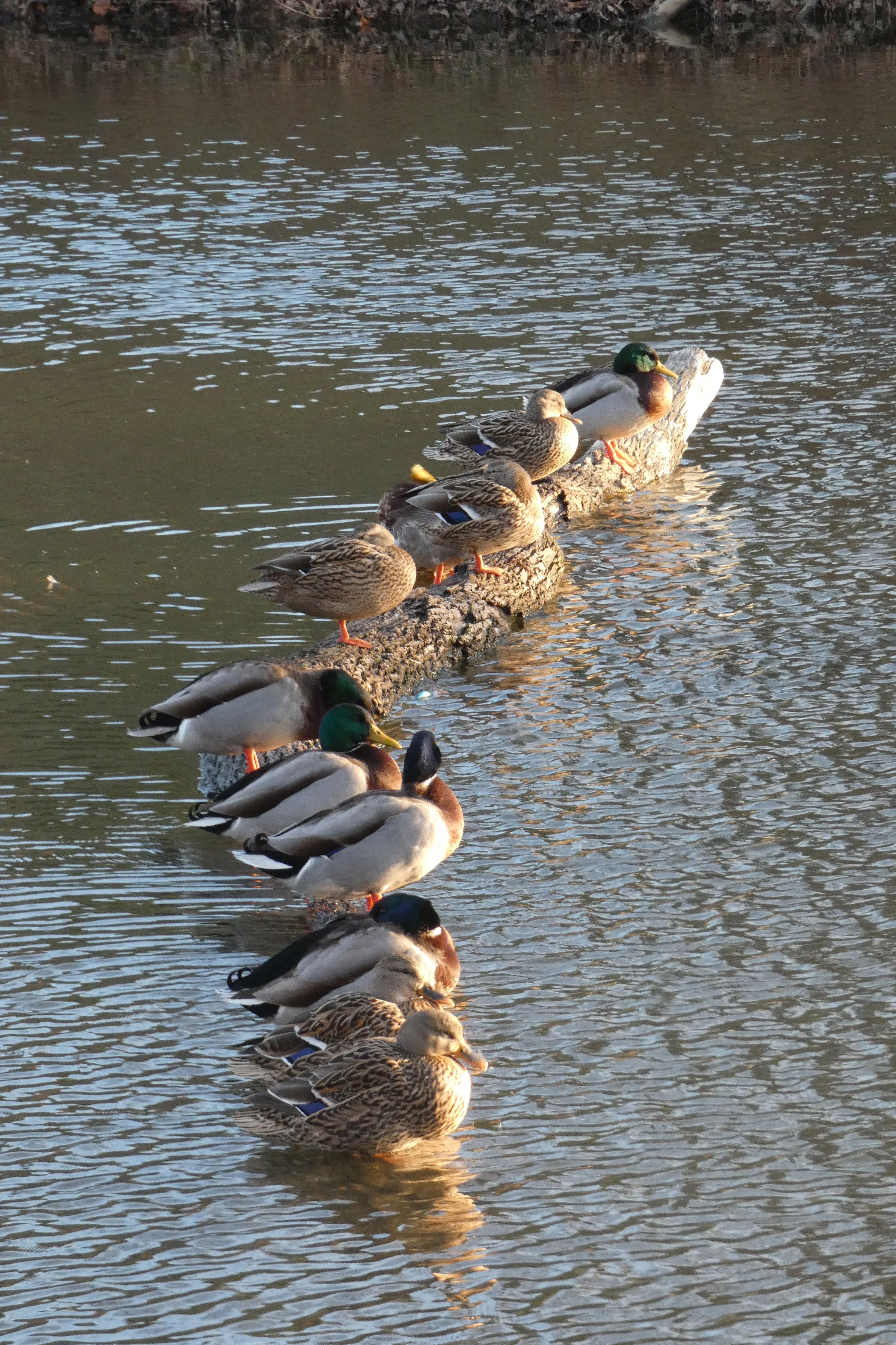 ducks in a row.webp