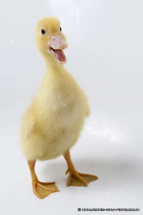 ducky.webp