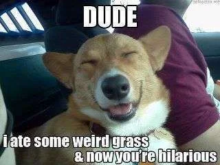 dude.webp