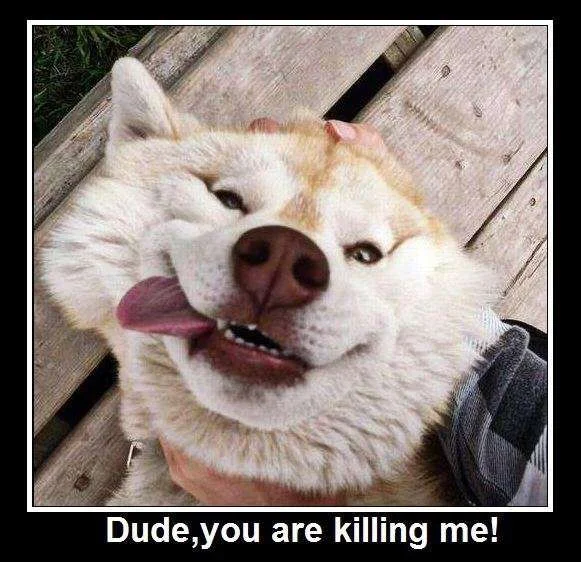 dude.webp