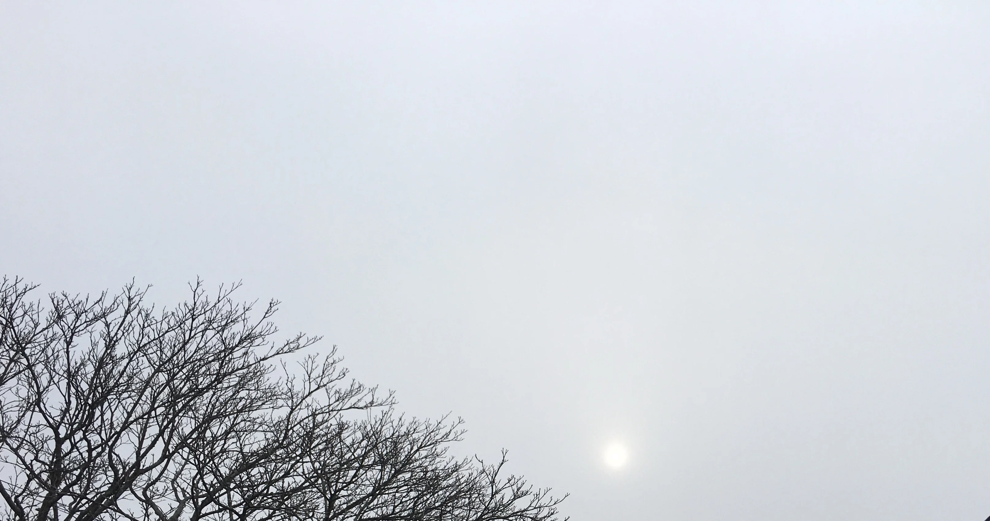 E8C88950-3B6F-4114-ACDD-4B56AC7BA272.webp