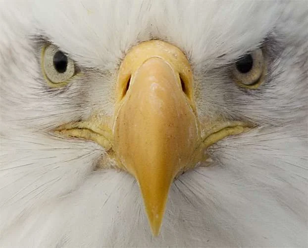 eagle face.webp