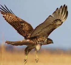 Eagle.webp
