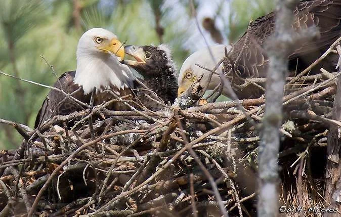 eagles-1200mm.webp