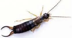 earwig.webp