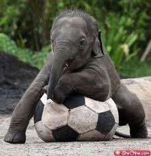Elephant and football.webp