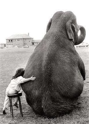 elephant hug.webp