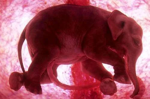 elephant.webp