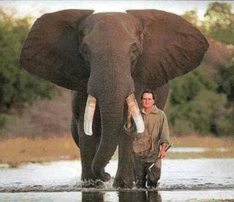 elephant.webp