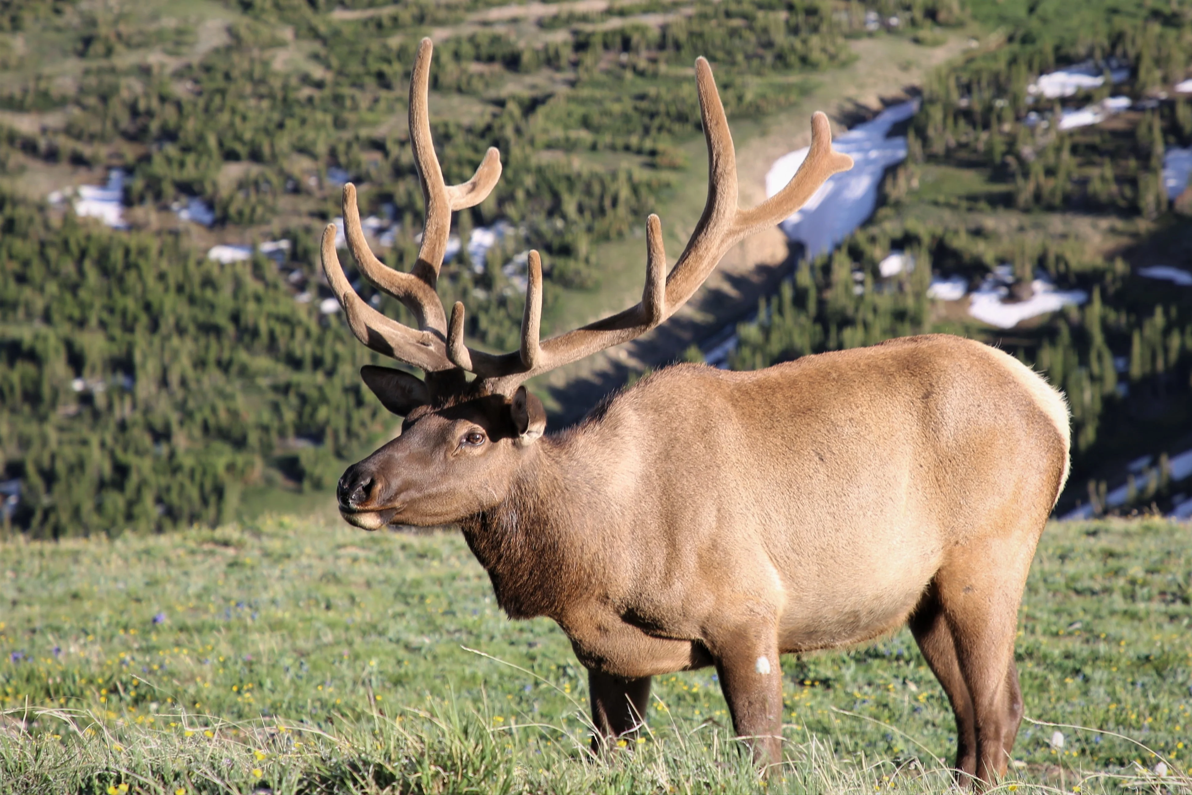 elk3.webp