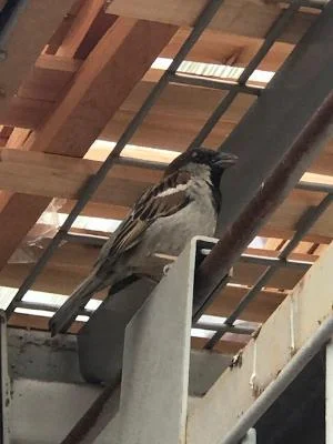 English sparrow.webp