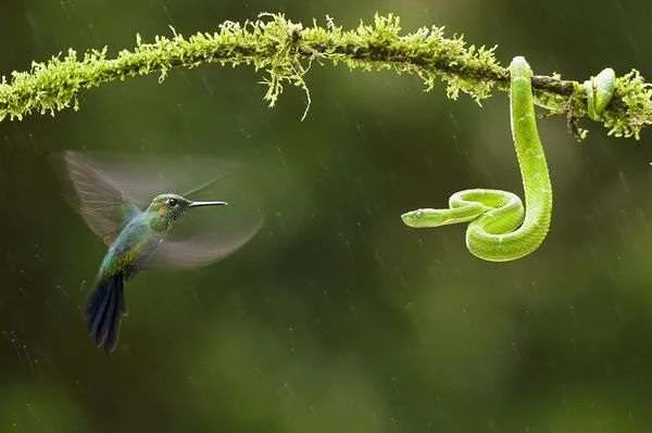 environmental-photographer-year-2010-hummingbird-snake_26725_600x450.webp
