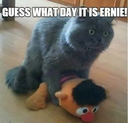 ernie.webp