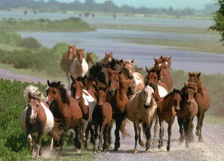 es_va_ponies_1_e.webp
