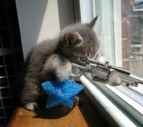 even-kittens-are-going-bad.webp