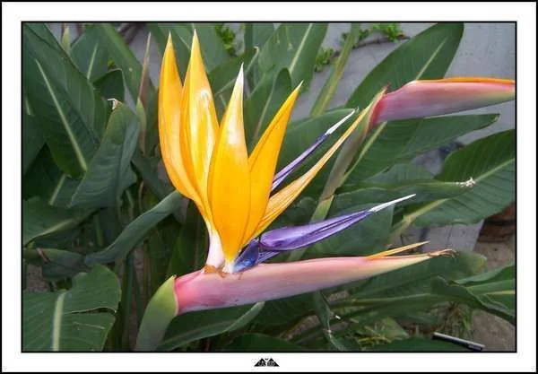 exoticflower2.webp