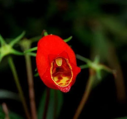 exoticflower3.webp