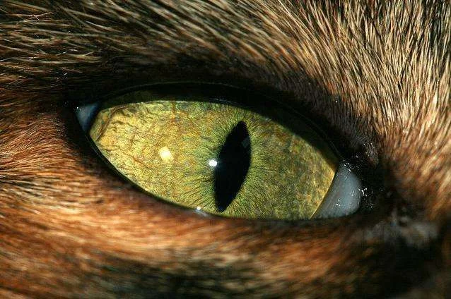 Eye-animal-photo71.webp