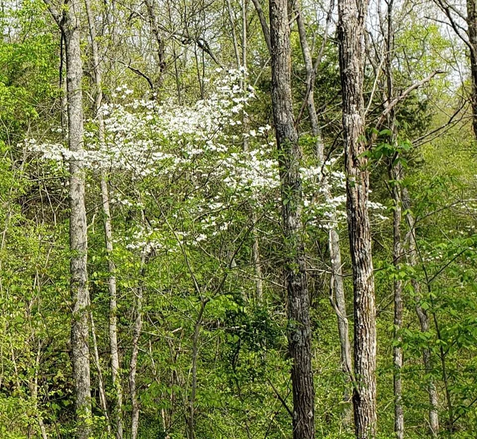 Fairy Tree.webp