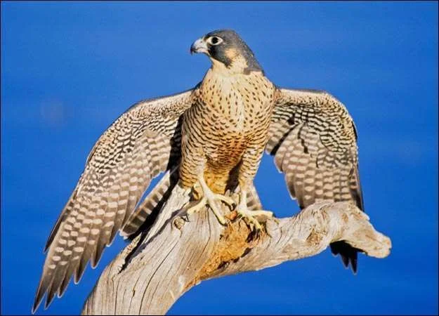 falcon-picture.webp