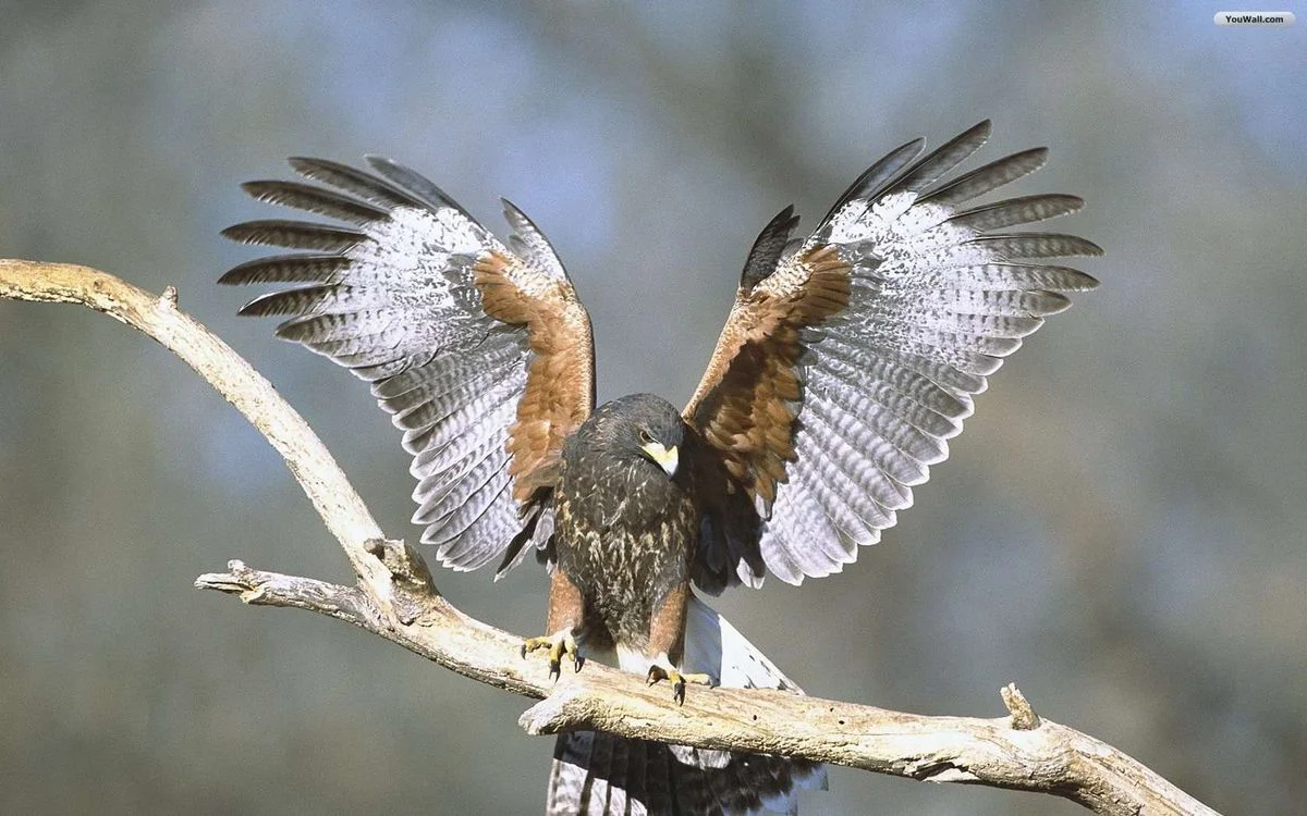 falcon_wallpaper_f5682-1.webp