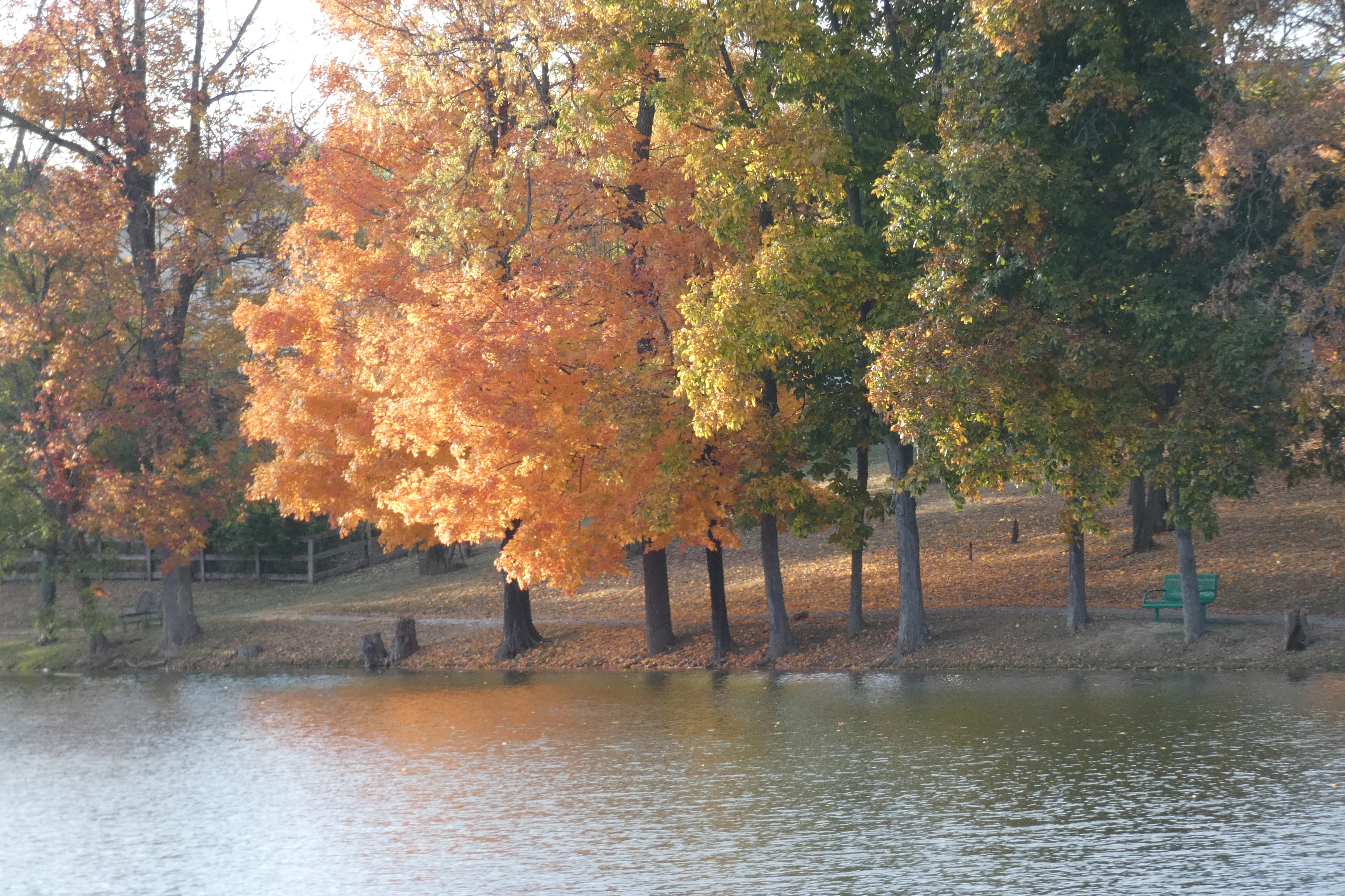 fall 10162022.webp