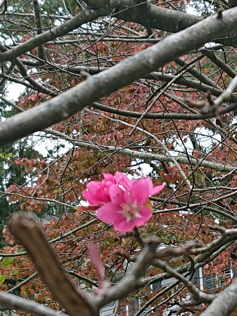Fall Flower.webp