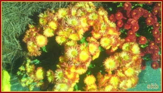 Fall Flowers red n yellow.webp