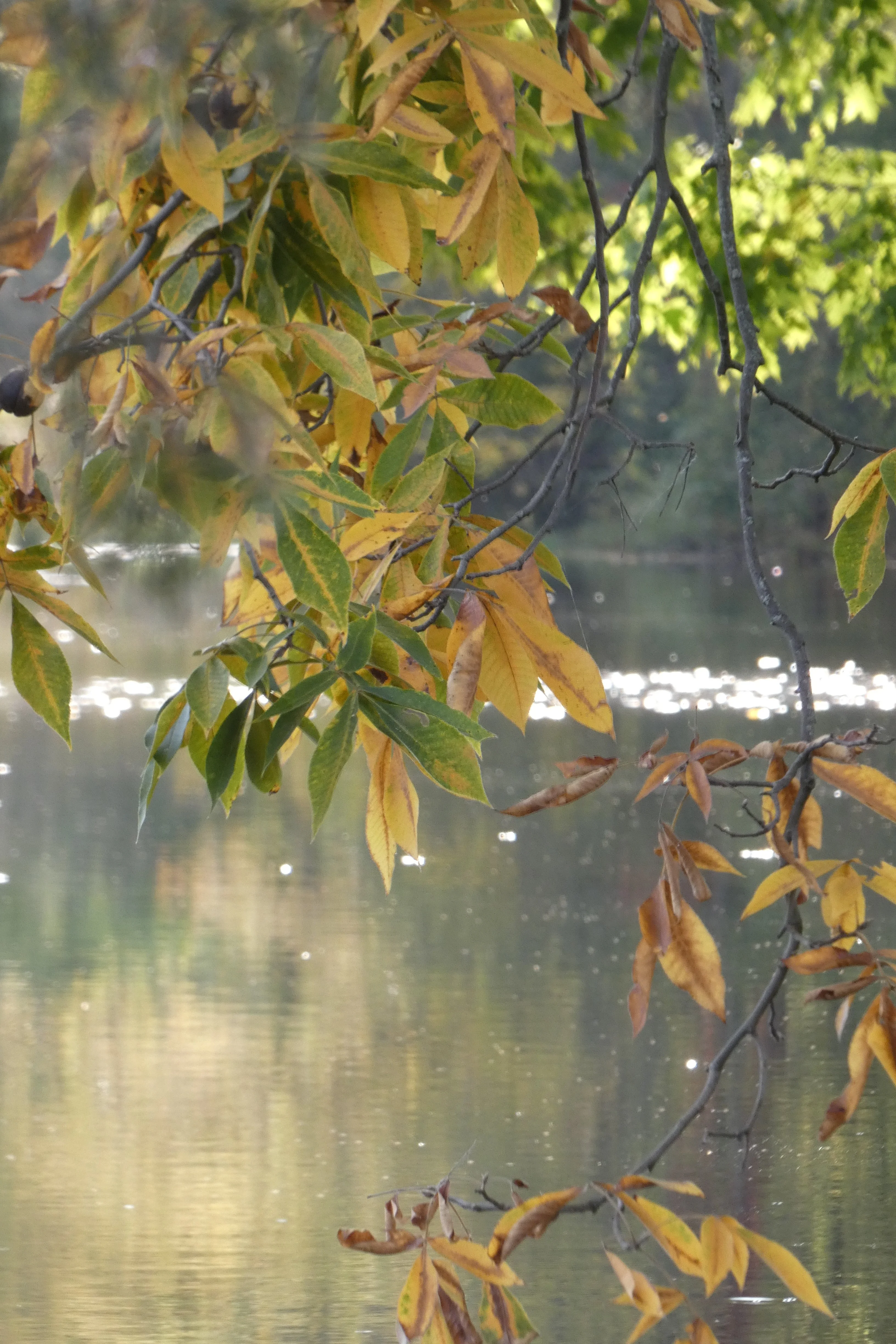 fall leaves over lake.webp