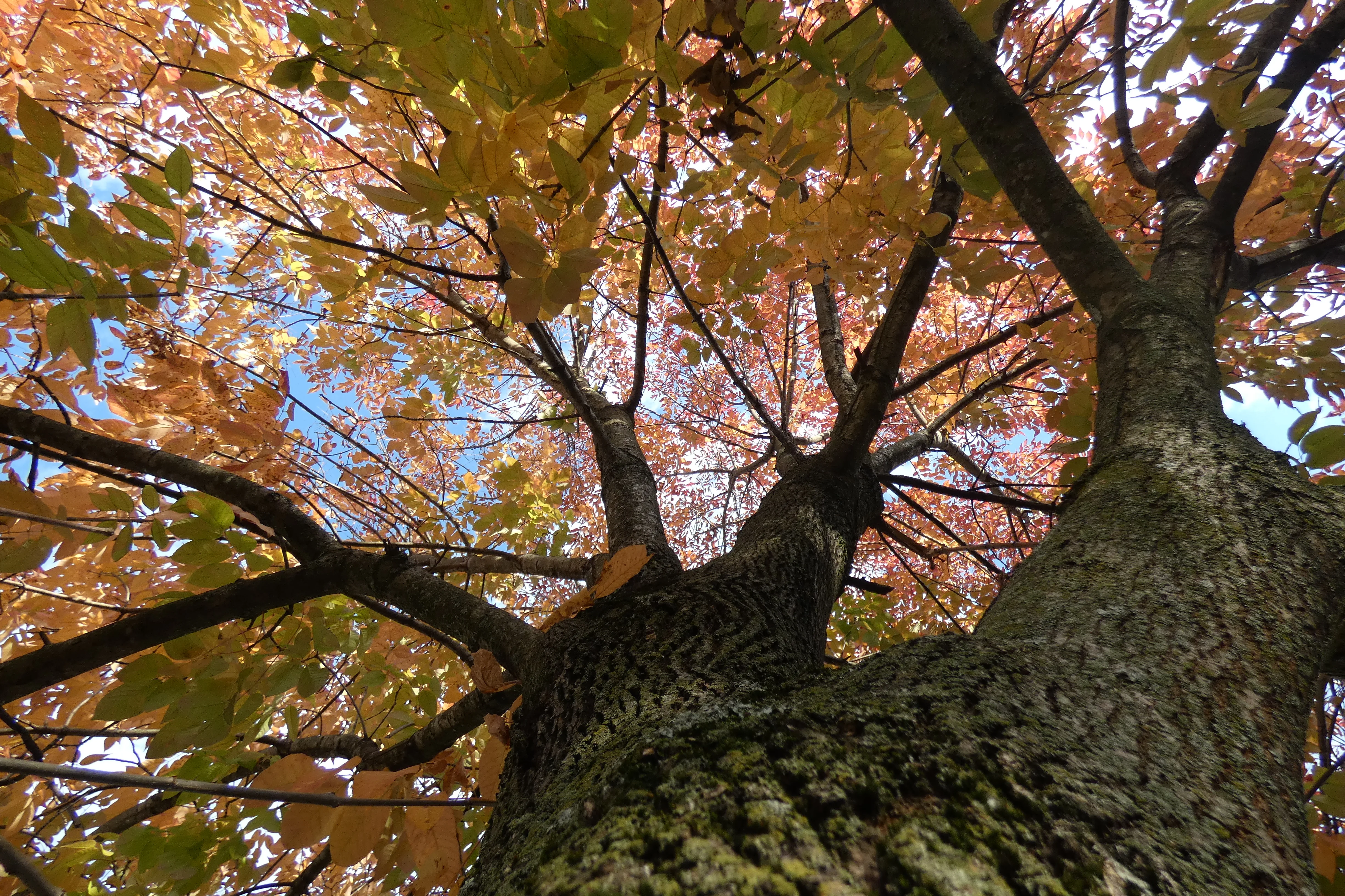 fall looking up.webp