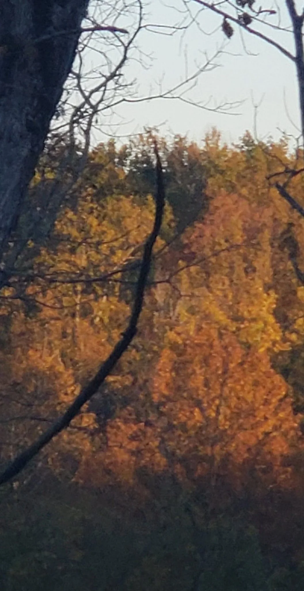 Fall on Ridge.webp