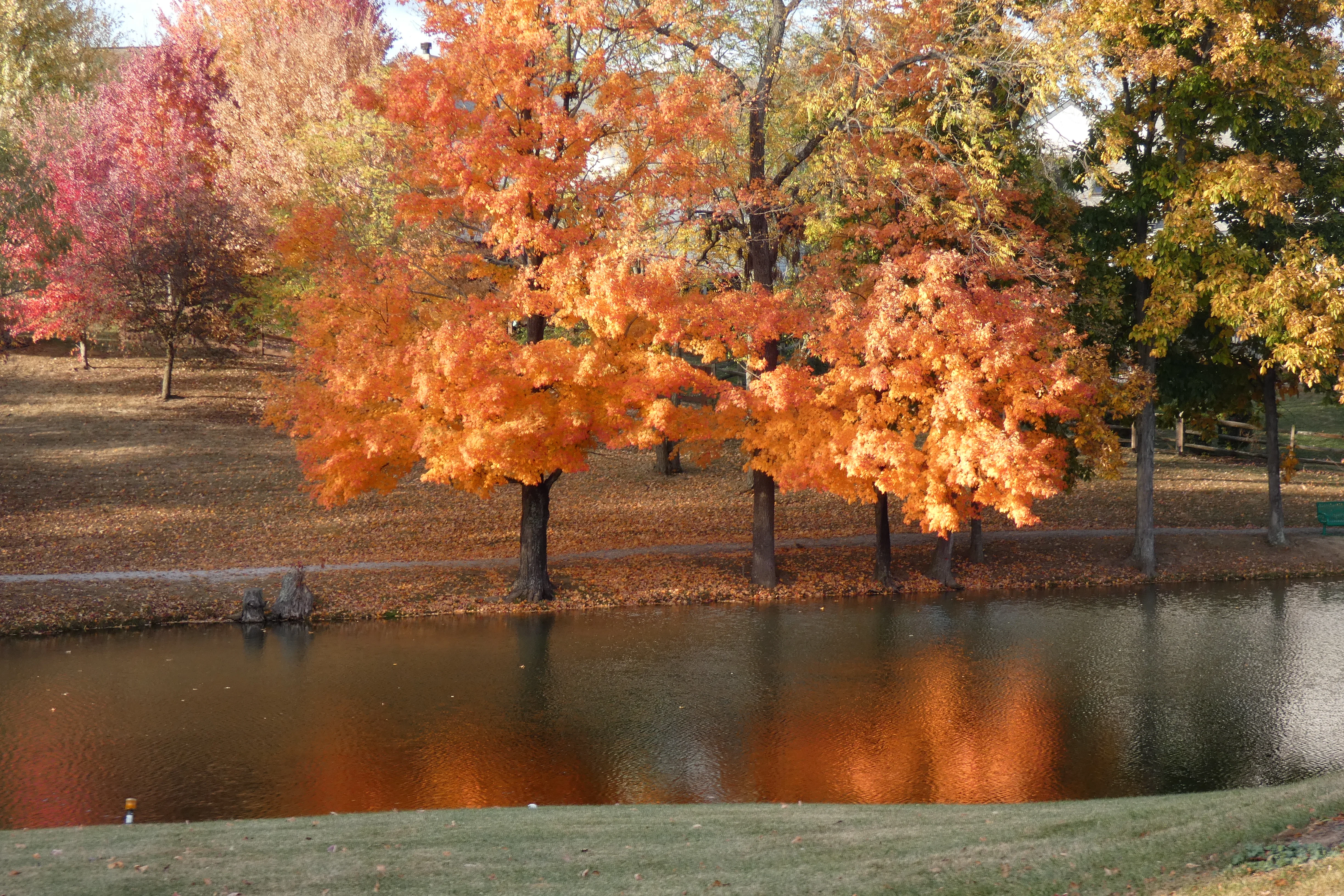 fall trees 102022.webp