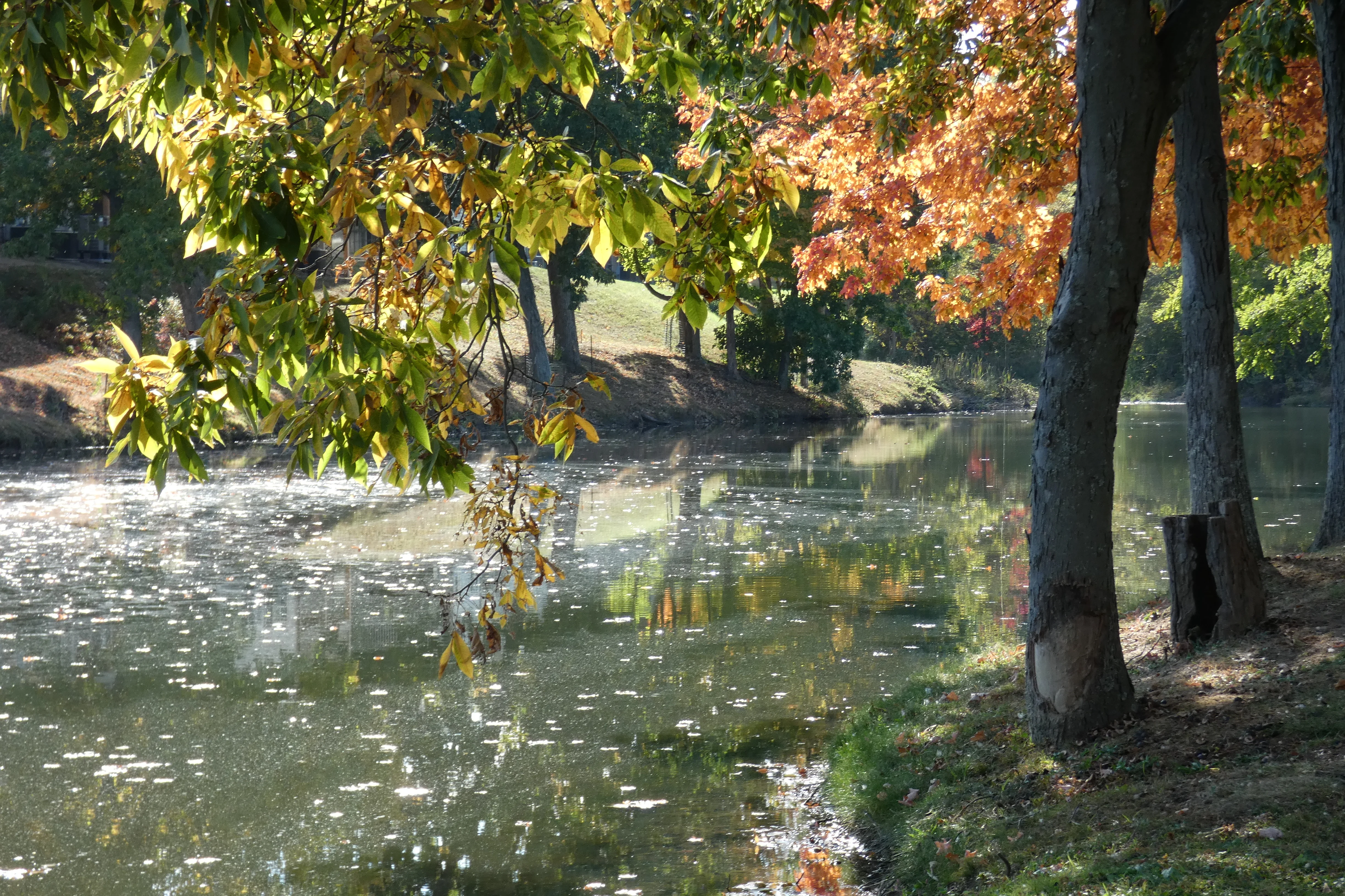 fall trees and lake.webp