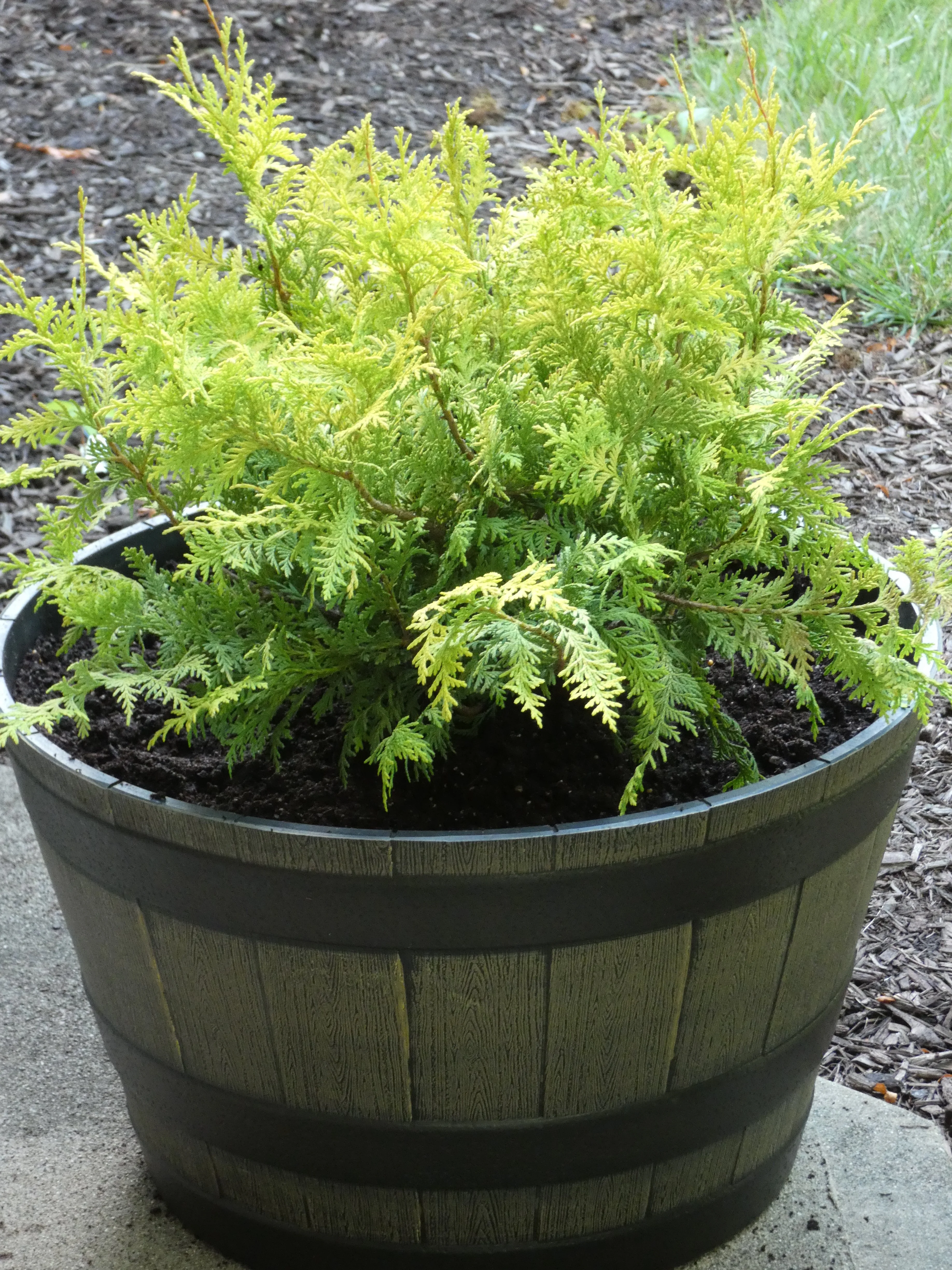 False cypress.webp