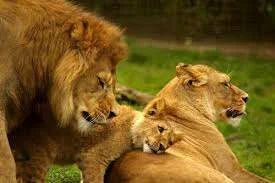 family love.webp