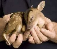 fawn.webp