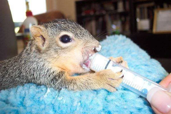 feeding_baby_squirrel1.webp