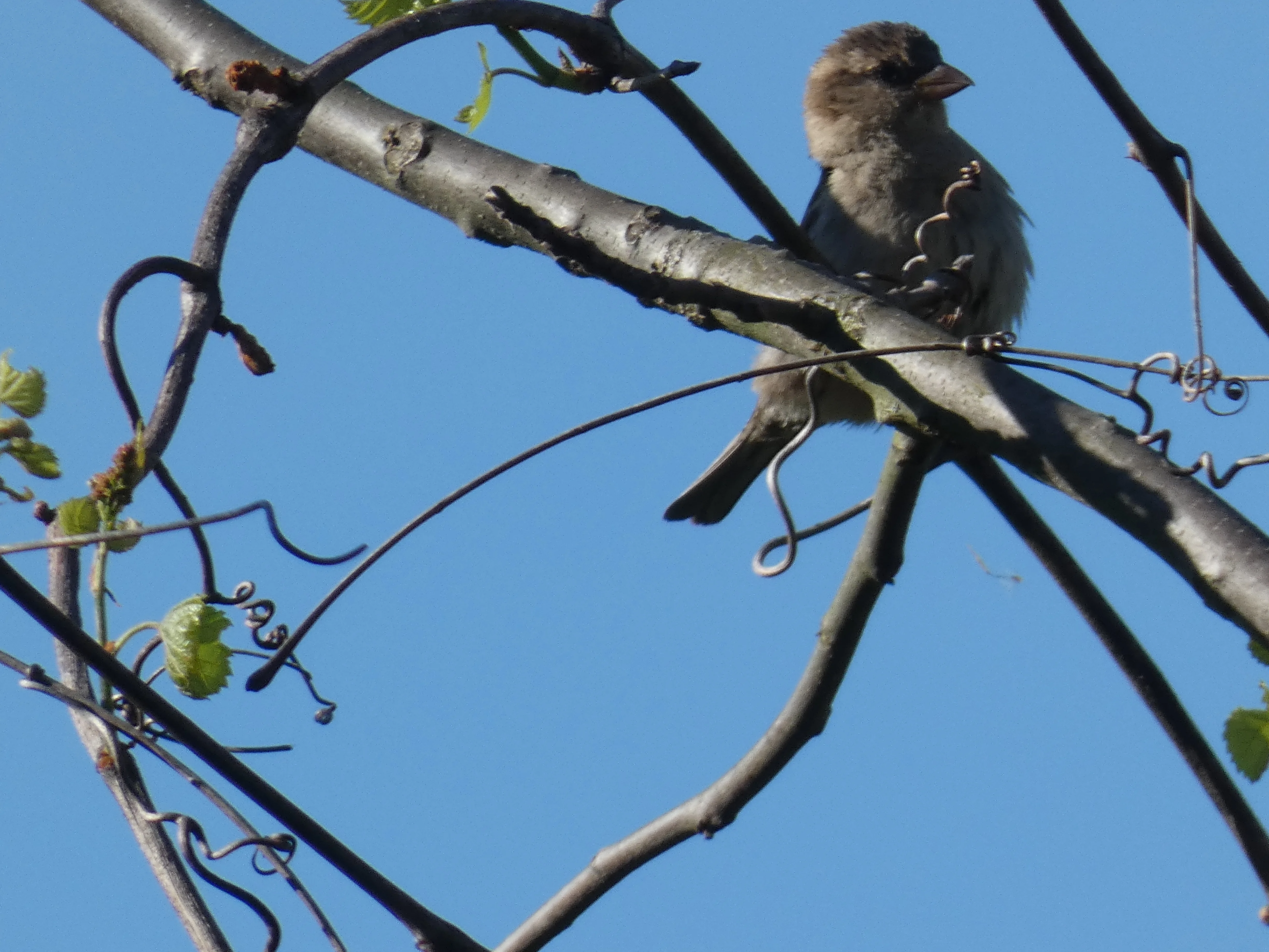 Female bird.webp