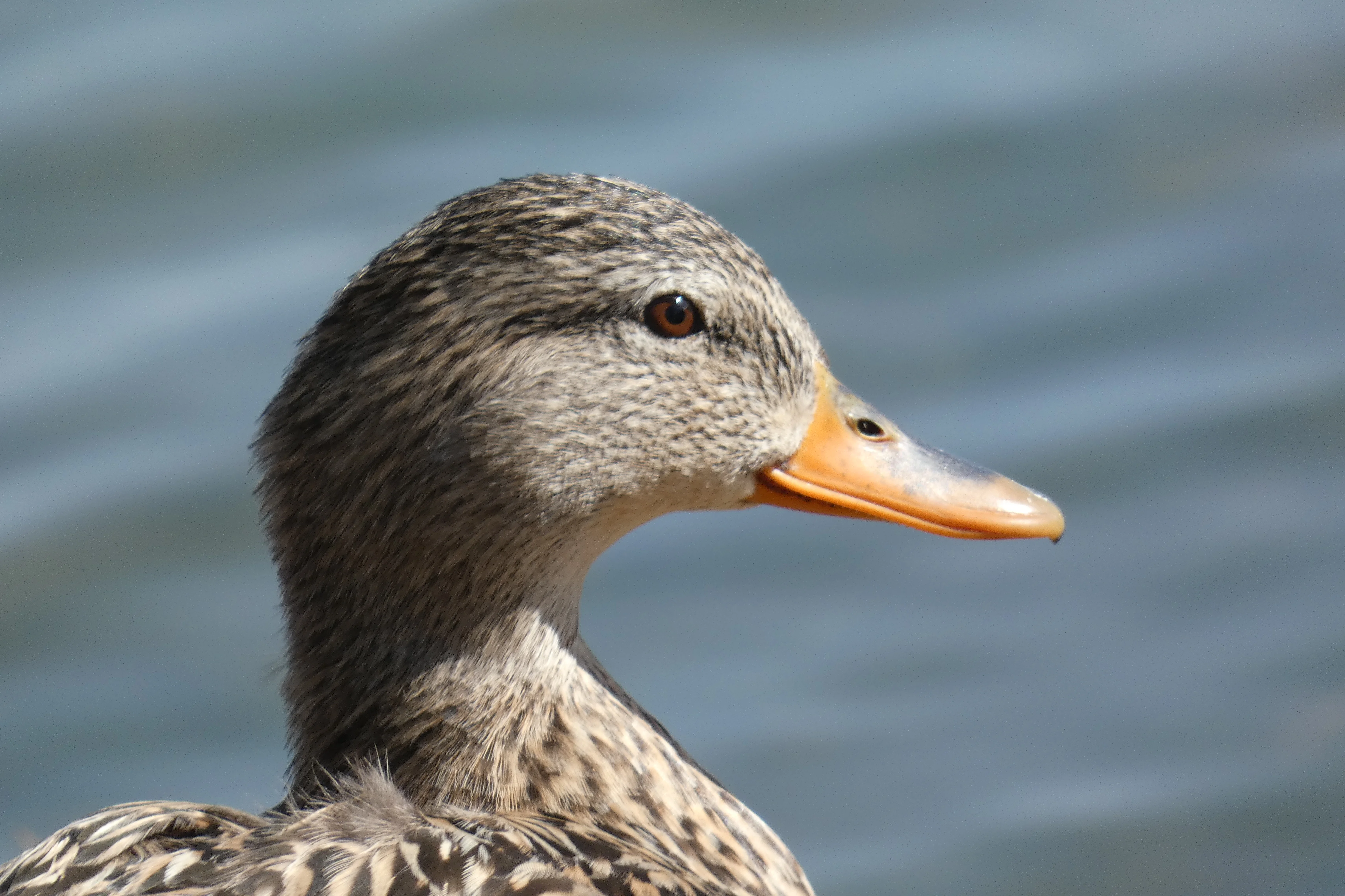 female mallard_March 2023.webp
