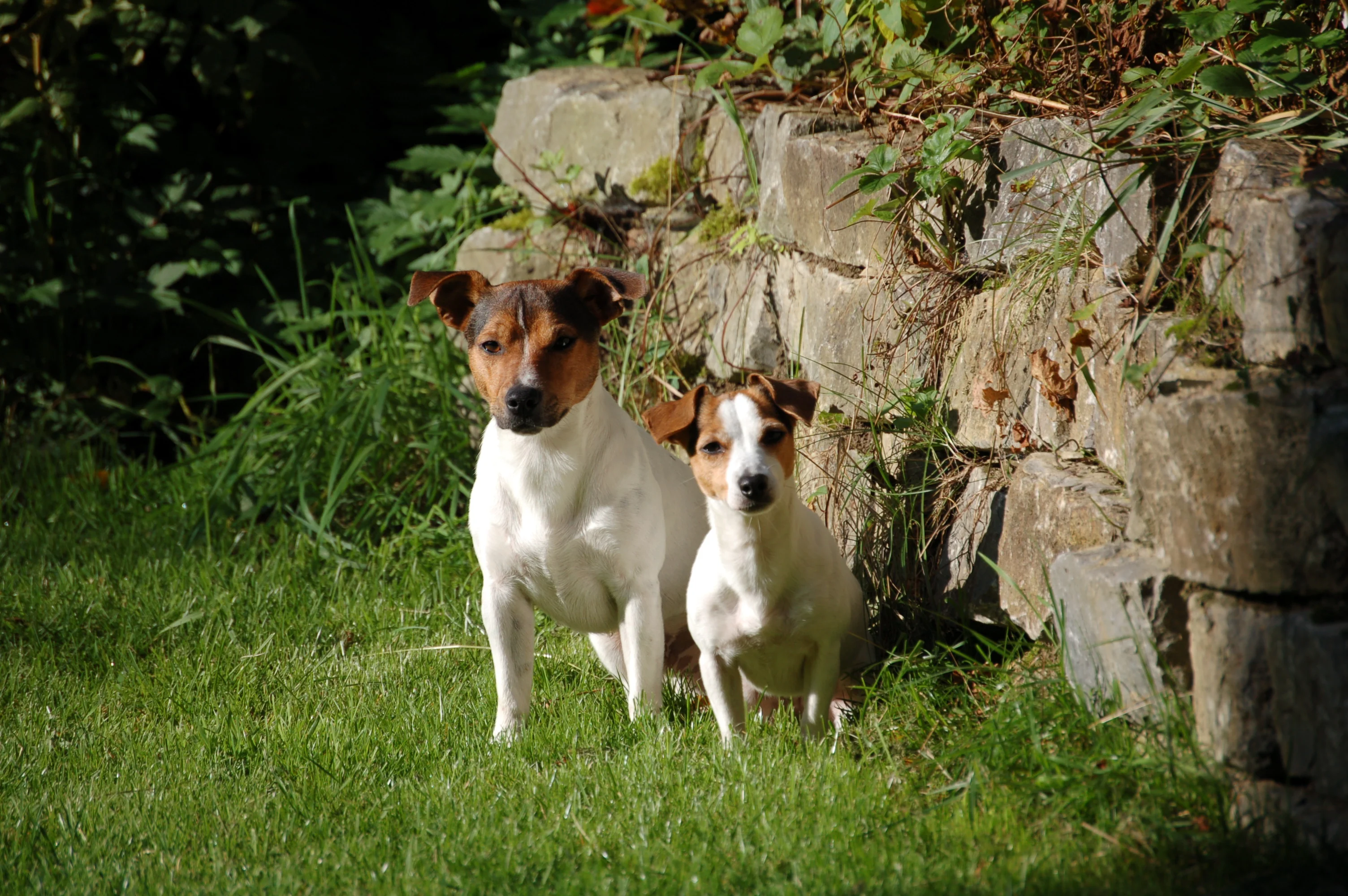 Fibi and Gimli.webp