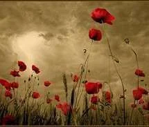 field flowers meadow.webp